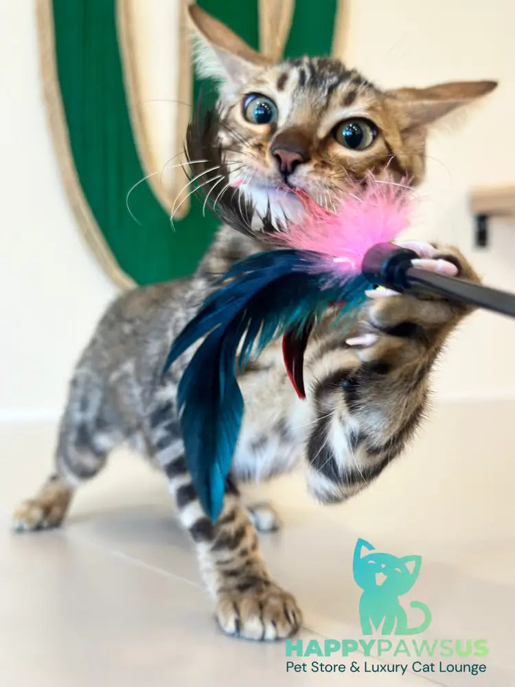 Baron Bengal male black spotted tabby - live animals