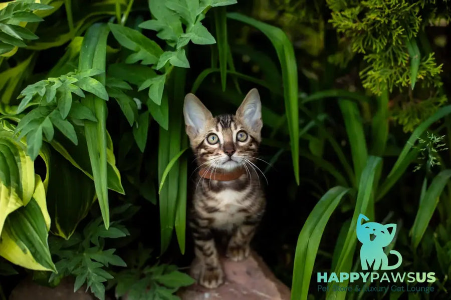 Baron Bengal male black spotted tabby - live animals