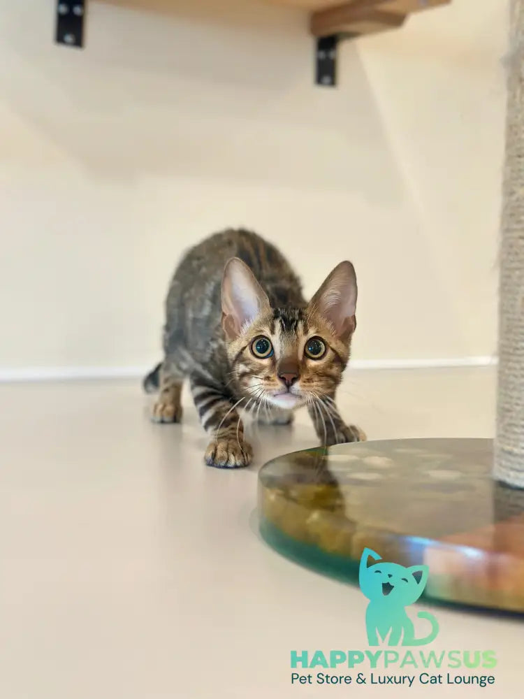 Baron Bengal male black spotted tabby - live animals