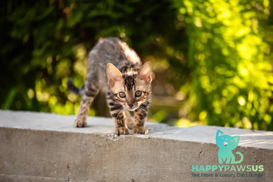 Baron Bengal male black spotted tabby - live animals