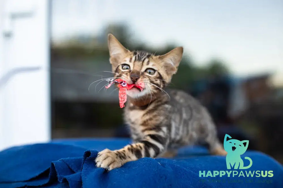 Baron Bengal male black spotted tabby - live animals