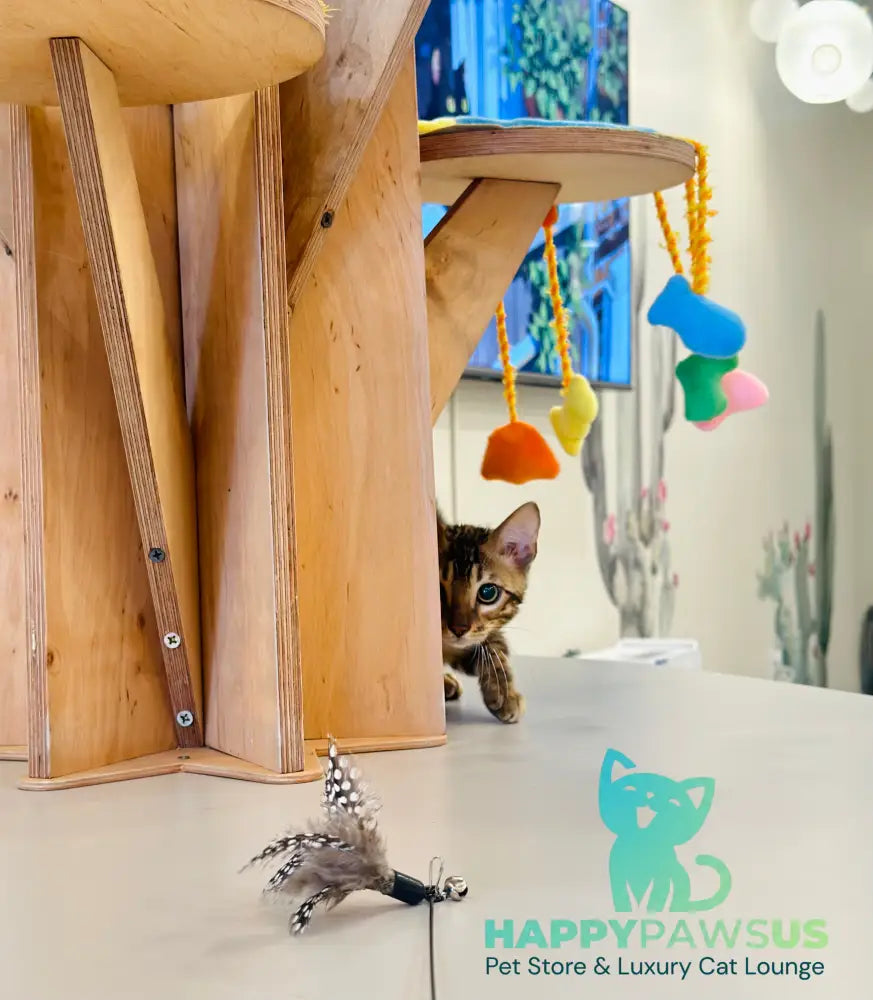 Baron Bengal male black spotted tabby - live animals