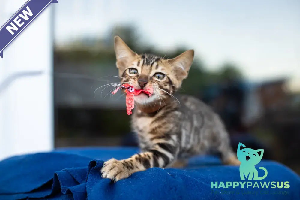 Baron Bengal male black spotted tabby - live animals