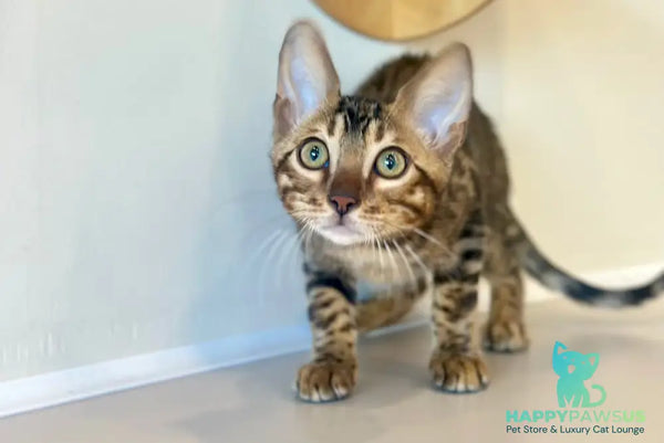 Baron Bengal male black spotted tabby - live animals