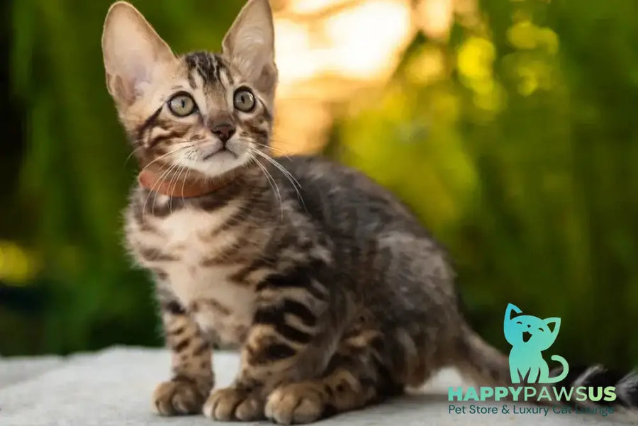 Baron Bengal male black spotted tabby - live animals