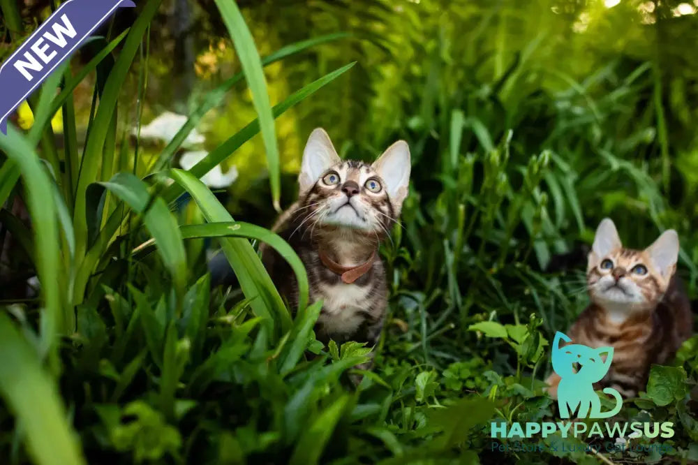 Baron Bengal male black spotted tabby - live animals