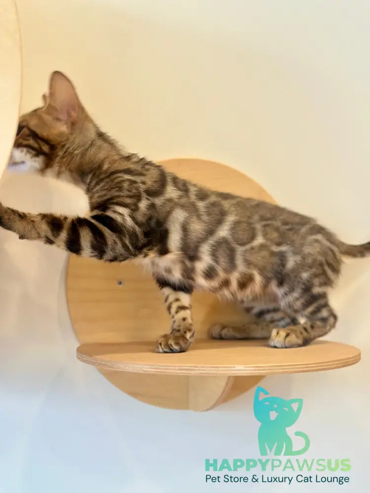 Baron Bengal male black spotted tabby - live animals