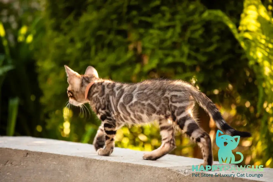 Baron Bengal male black spotted tabby - live animals