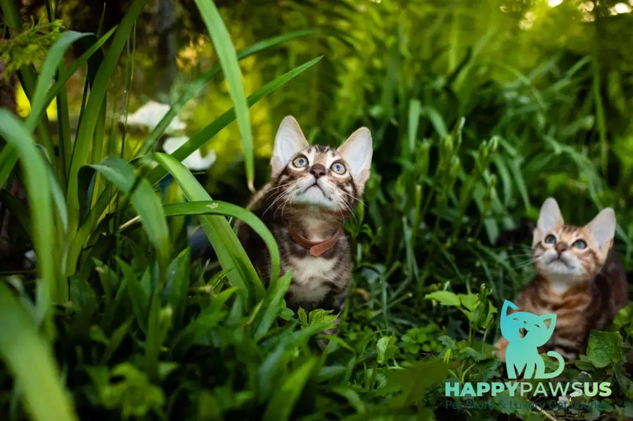 Baron Bengal male black spotted tabby - live animals