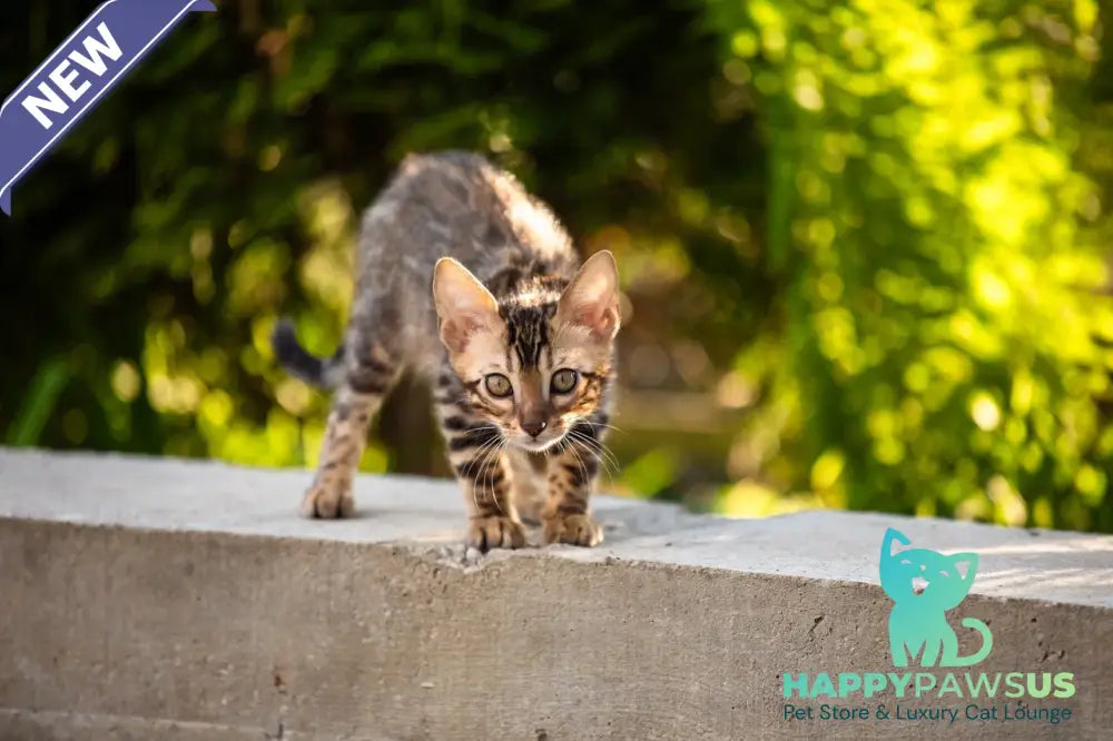 Baron Bengal male black spotted tabby - live animals