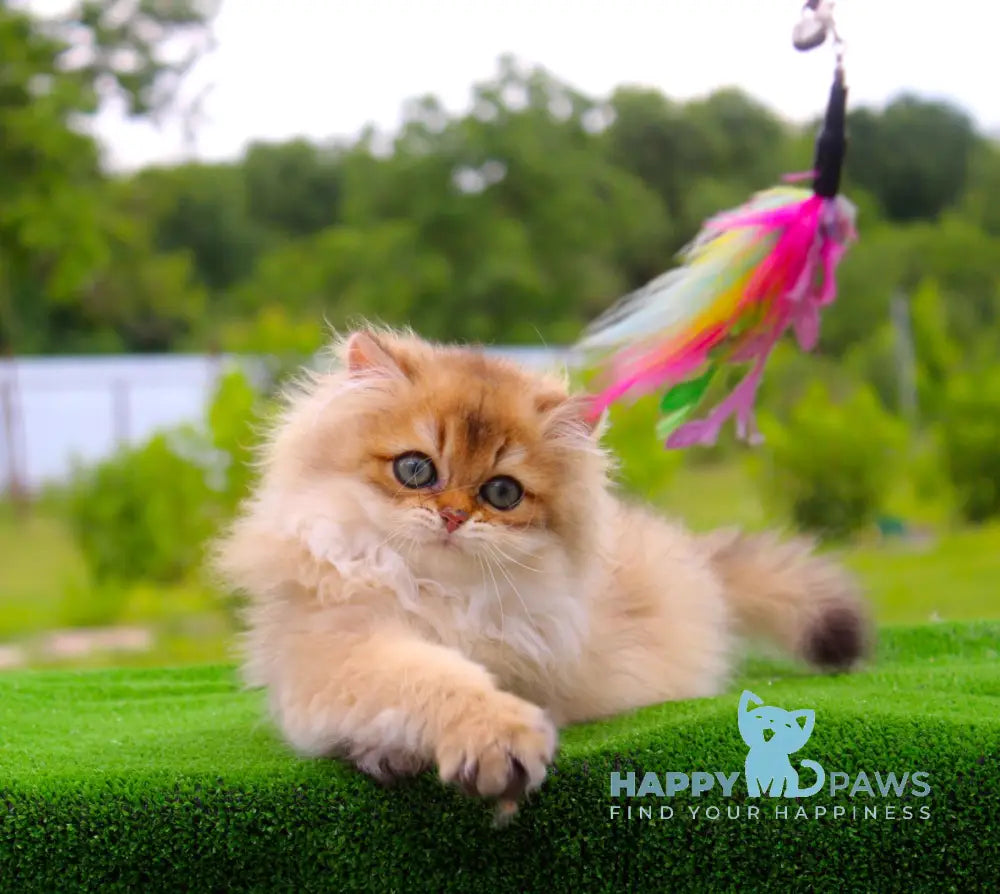 Baron British Longhair male black golden shaded live animals