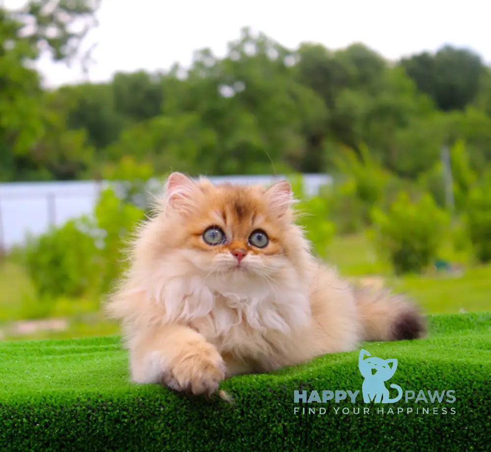 Baron British Longhair male black golden shaded live animals