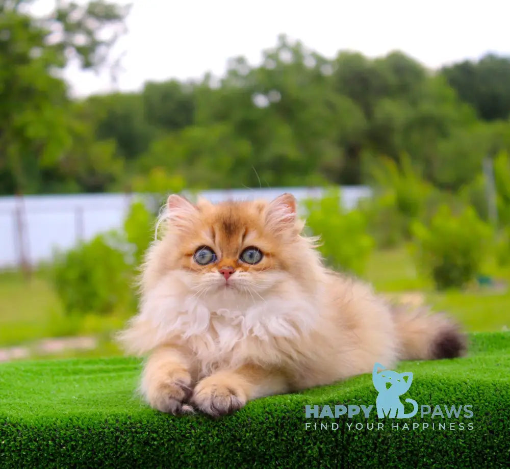 Baron British Longhair male black golden shaded live animals