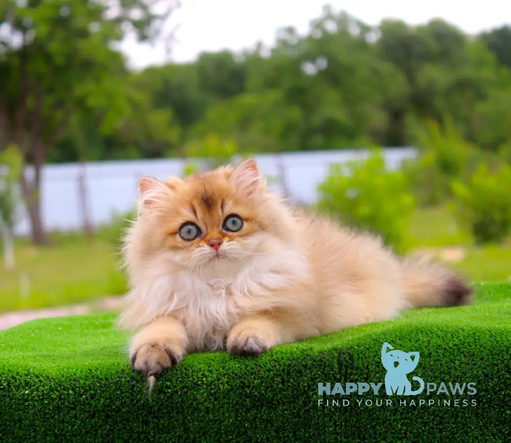 Baron British Longhair male black golden shaded live animals
