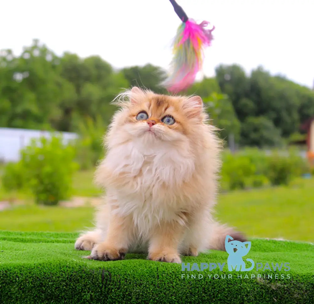 Baron British Longhair male black golden shaded live animals
