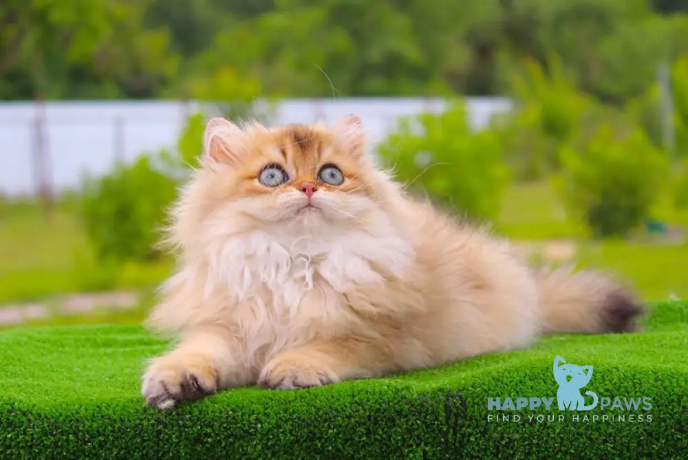 Baron British Longhair male black golden shaded live animals