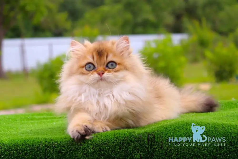 Baron British Longhair male black golden shaded live animals