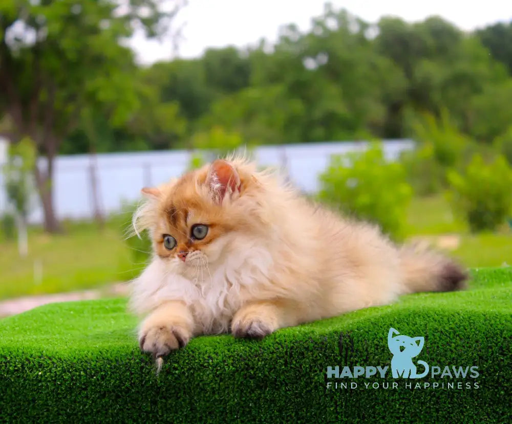Baron British Longhair male black golden shaded live animals
