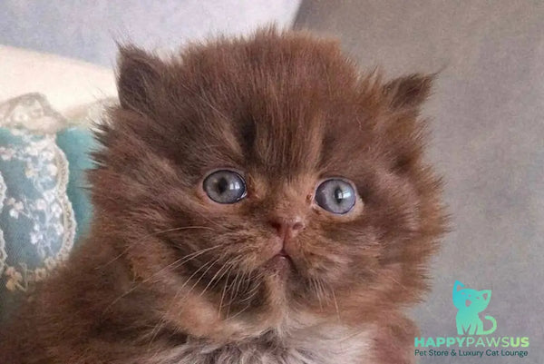 Baron British Longhair male chocolate - live animals