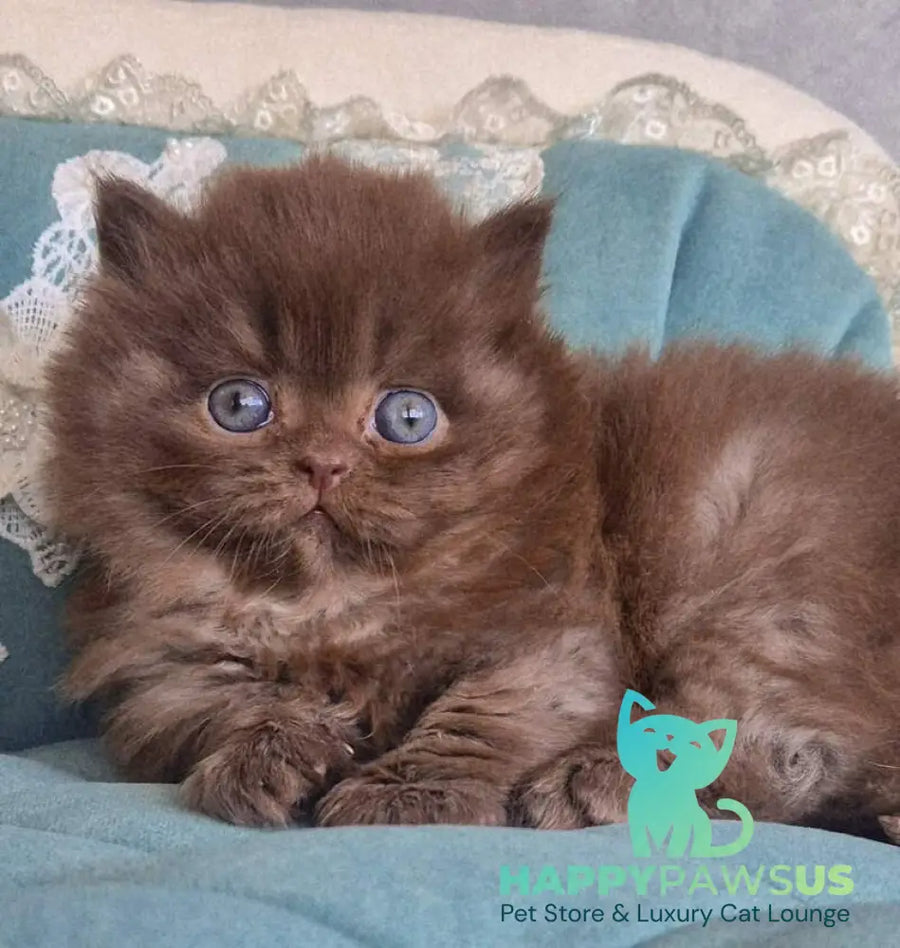 Baron British Longhair male chocolate - live animals
