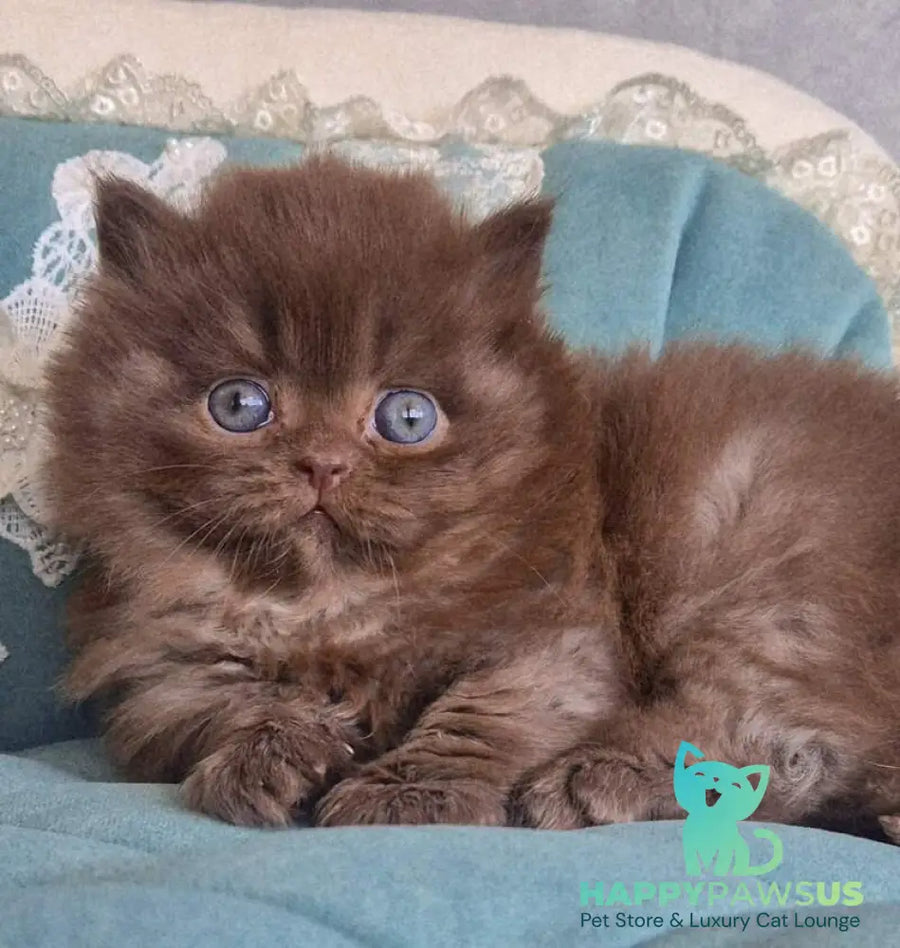 Baron British Longhair male chocolate - live animals