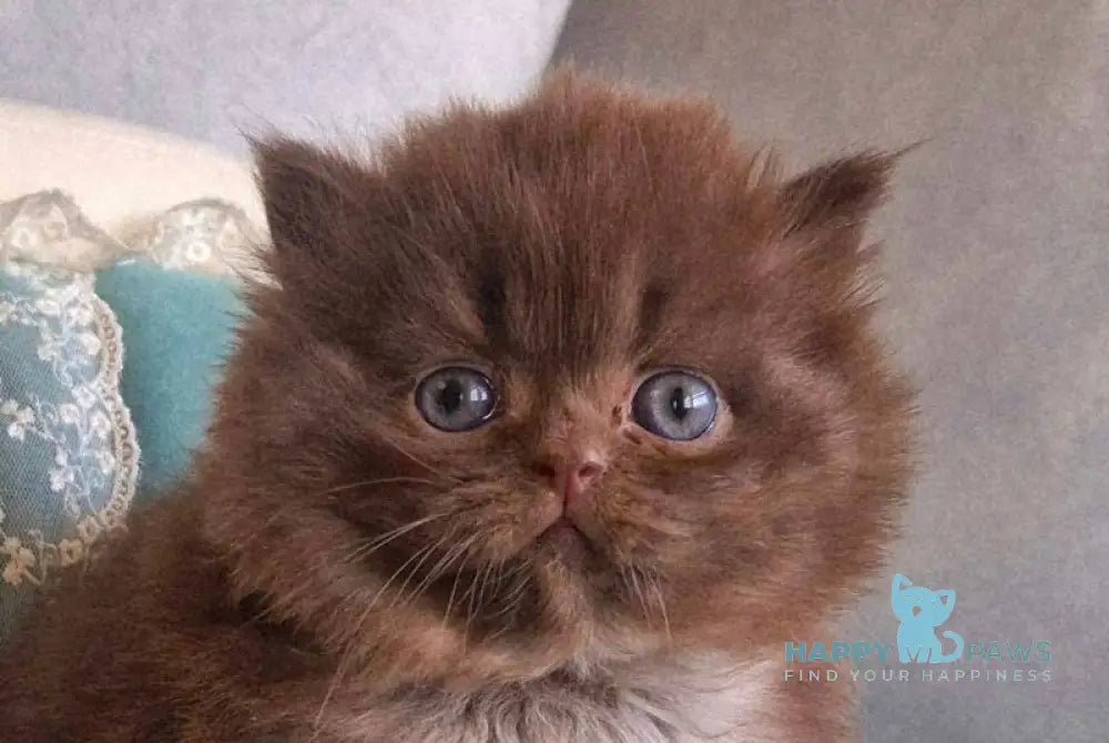 Baron British Longhair male chocolate - live animals