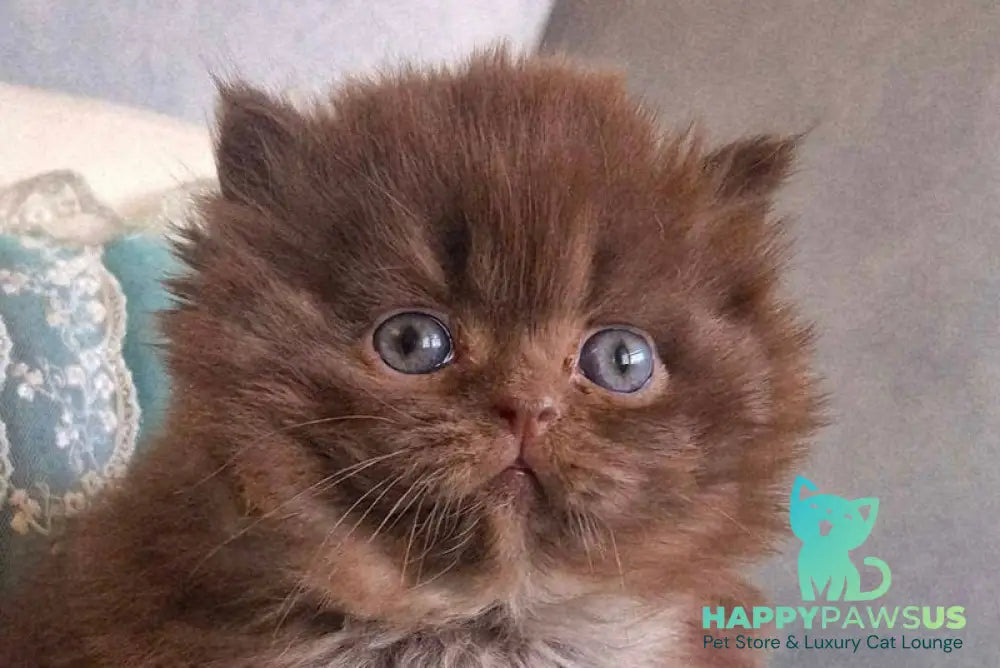 Baron British Longhair male chocolate - live animals