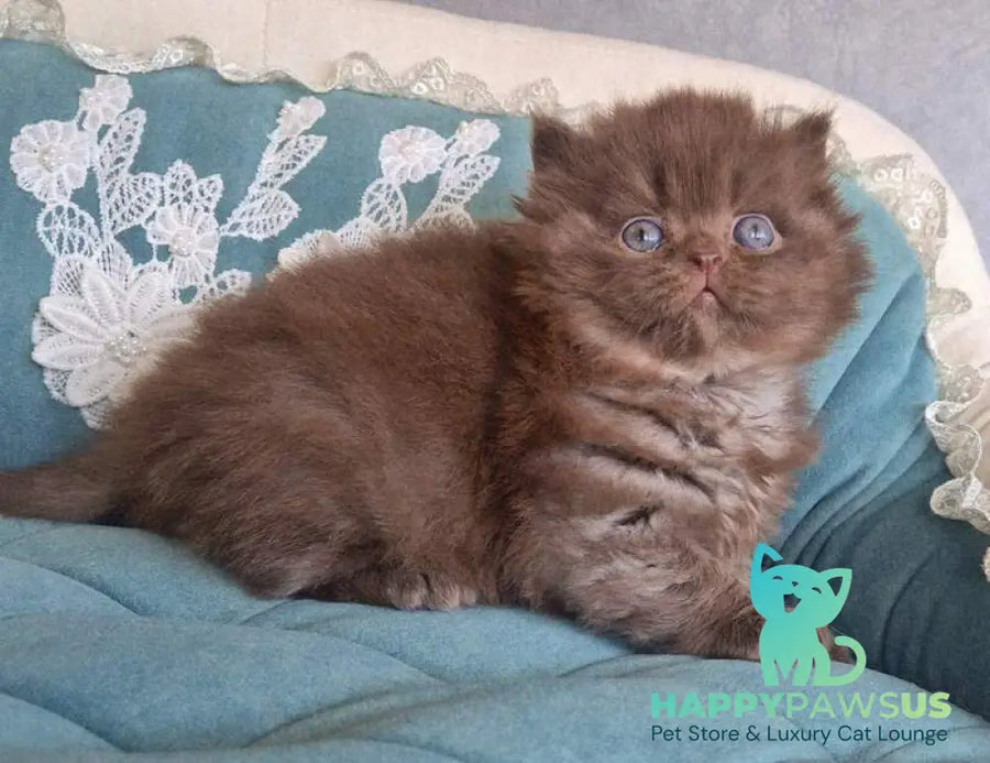 Baron British Longhair male chocolate - live animals
