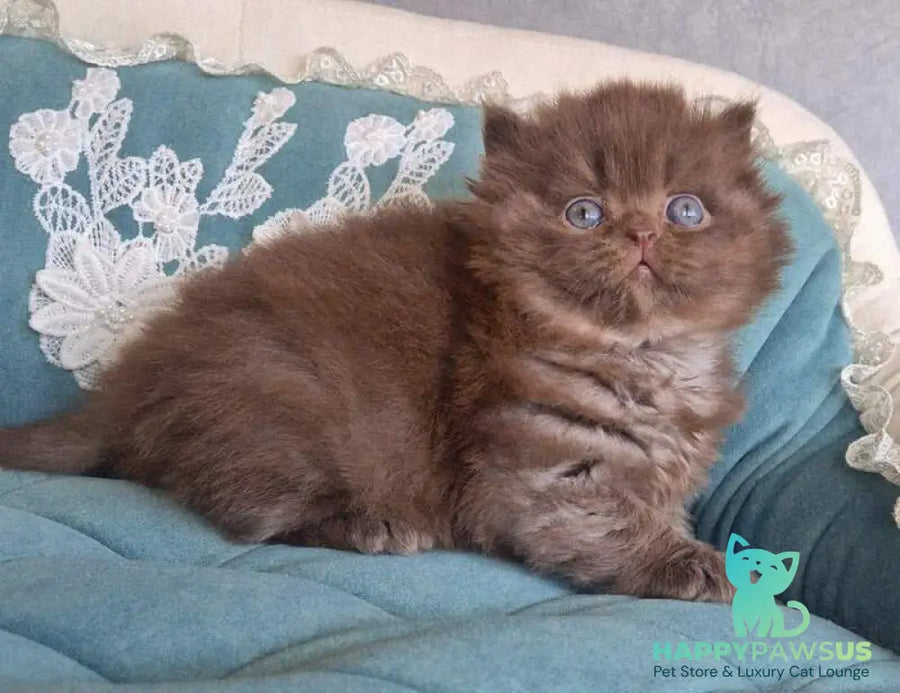 Baron British Longhair male chocolate - live animals