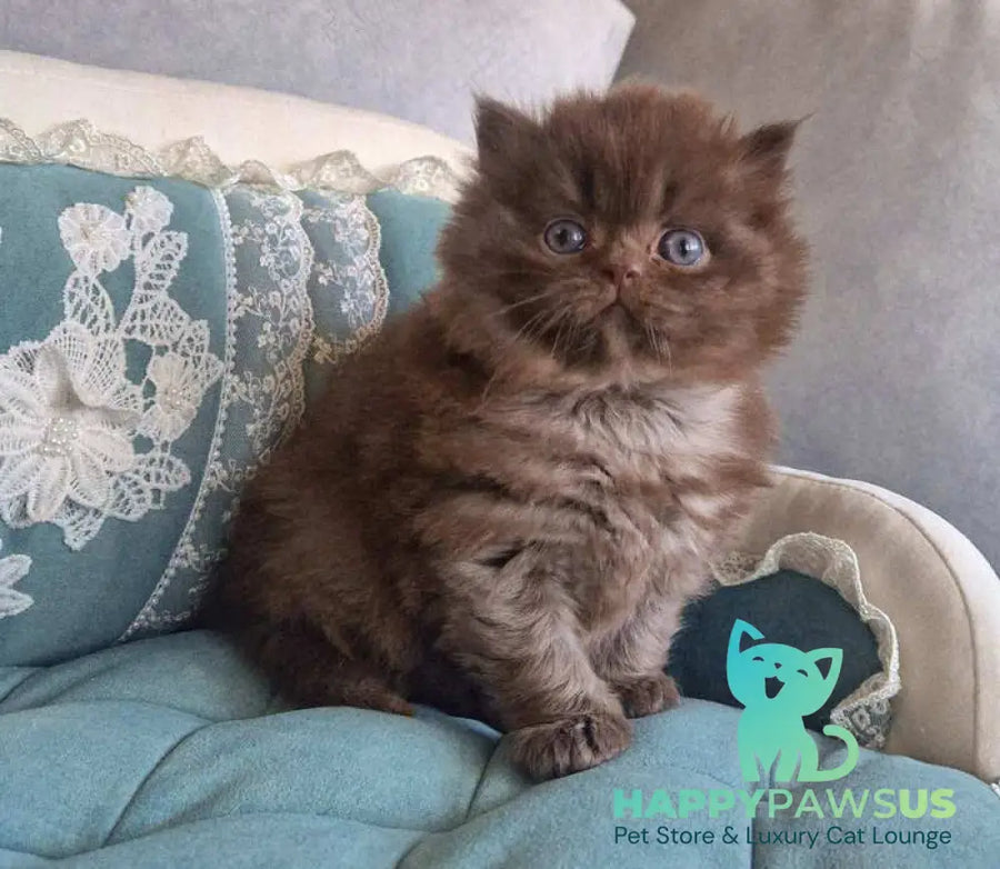 Baron British Longhair male chocolate - live animals