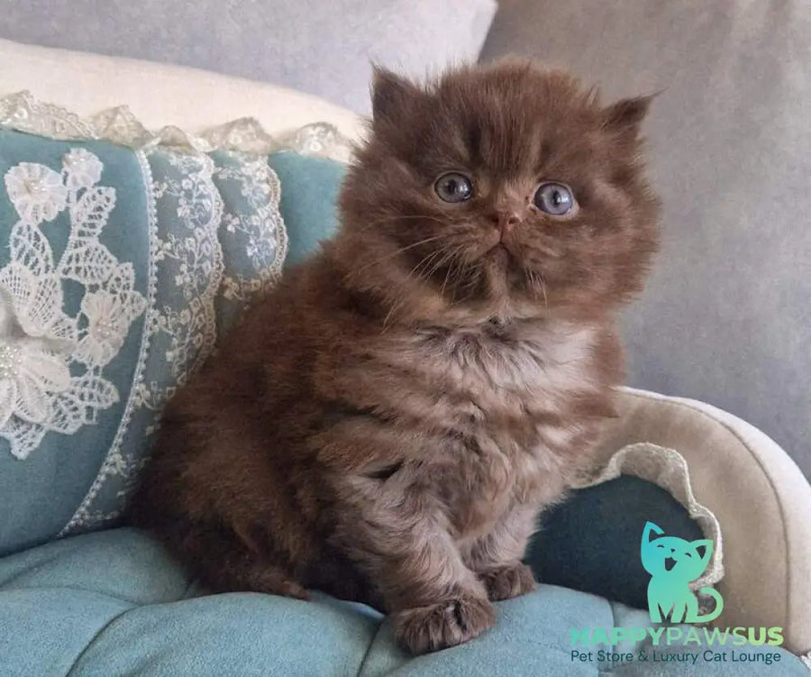 Baron British Longhair male chocolate - live animals