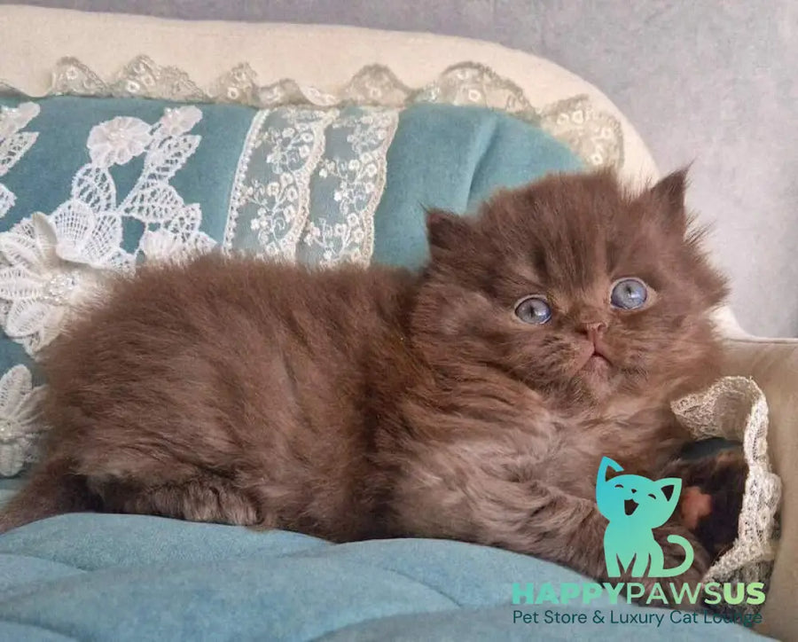 Baron British Longhair male chocolate - live animals