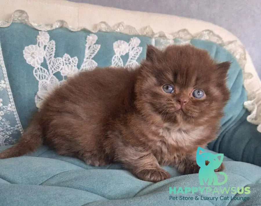 Baron British Longhair male chocolate - live animals