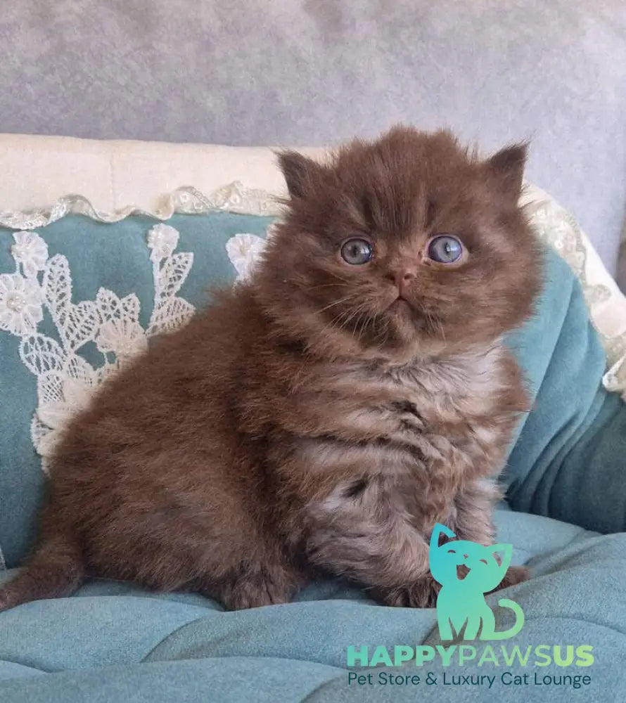 Baron British Longhair male chocolate - live animals