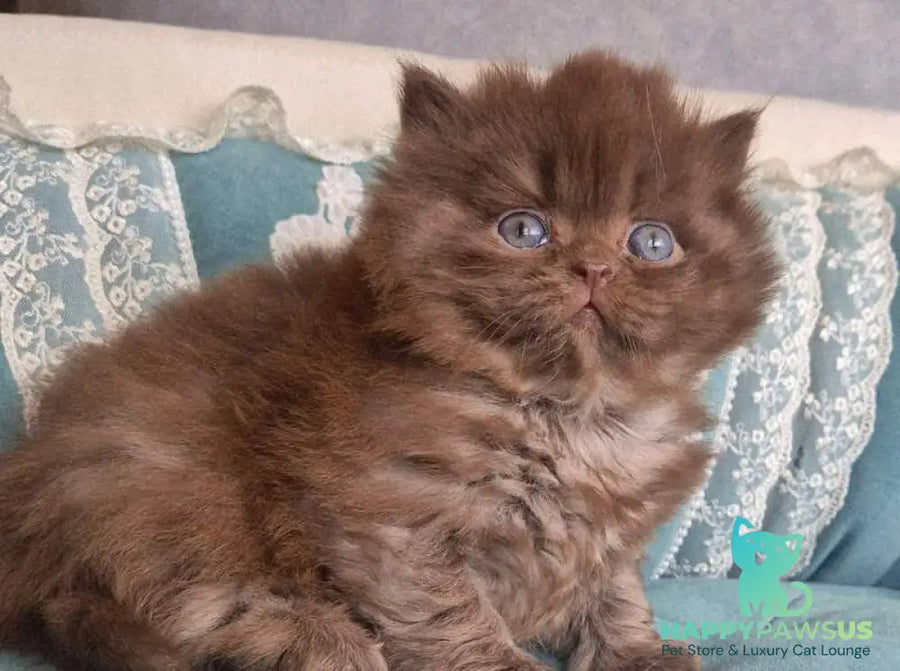 Baron British Longhair male chocolate - live animals