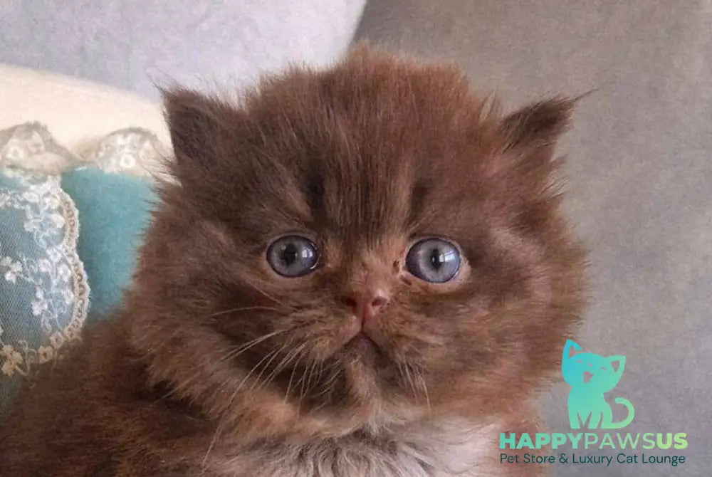Baron British Longhair male chocolate - live animals