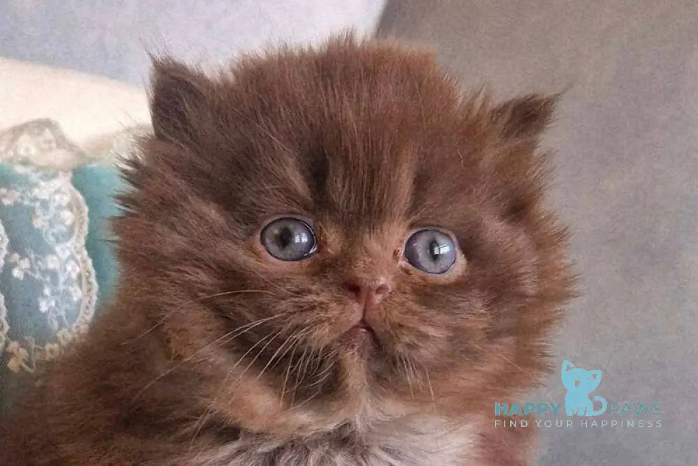 Baron British Longhair male chocolate - live animals