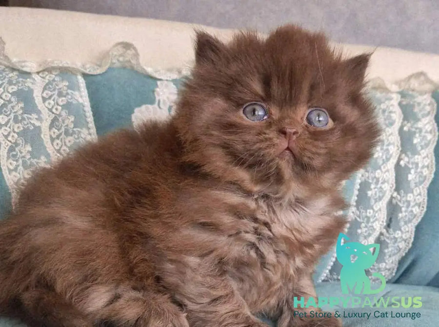 Baron British Longhair male chocolate - live animals