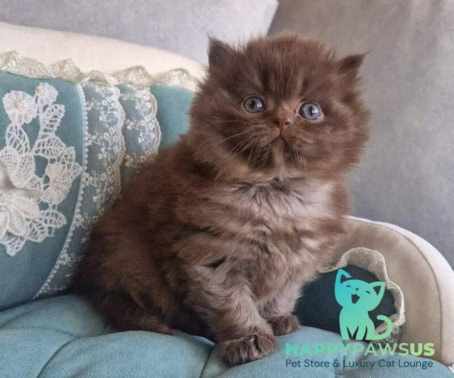 Baron British Longhair male chocolate - live animals