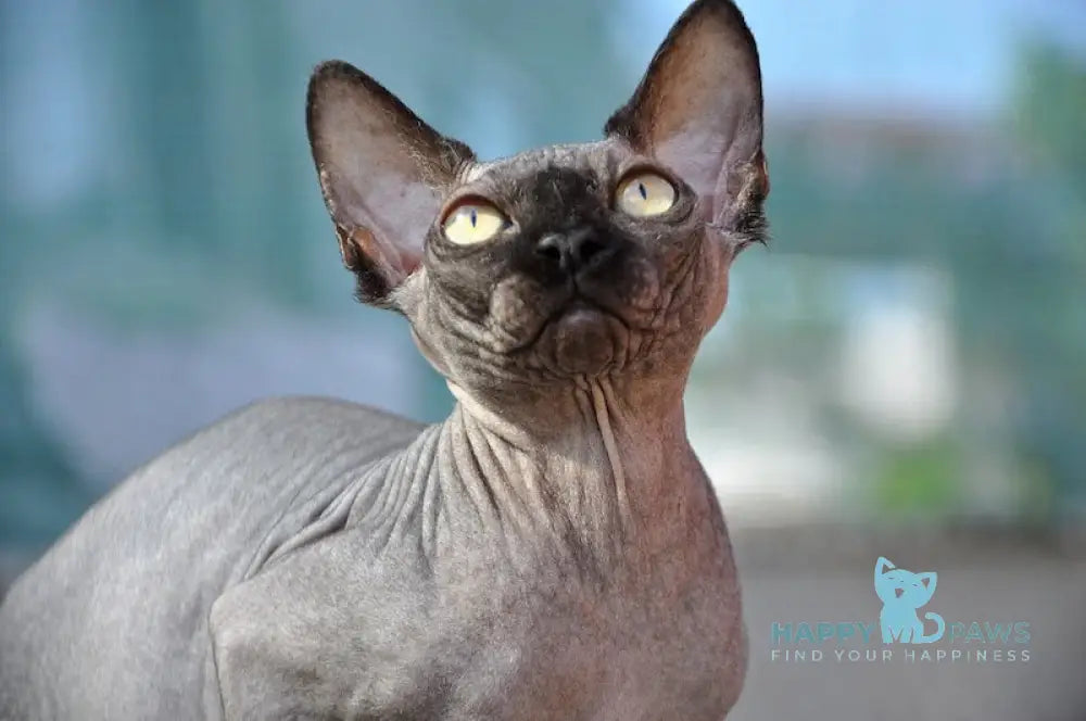 Baron Canadian Sphynx male black live animals