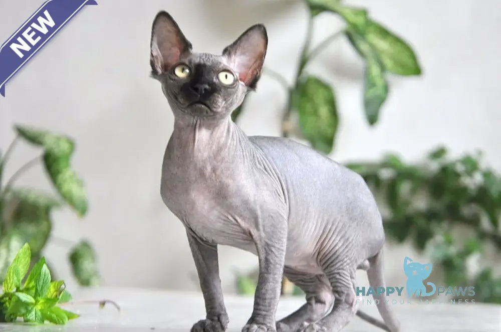 Baron Canadian Sphynx male black live animals
