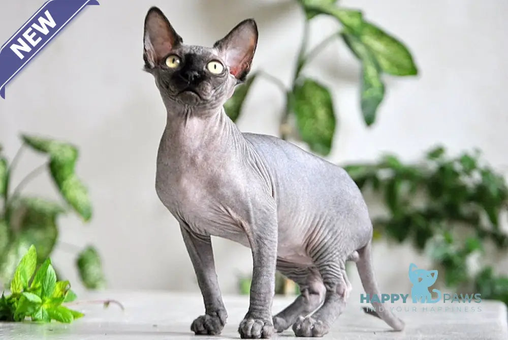 Baron Canadian Sphynx male black live animals