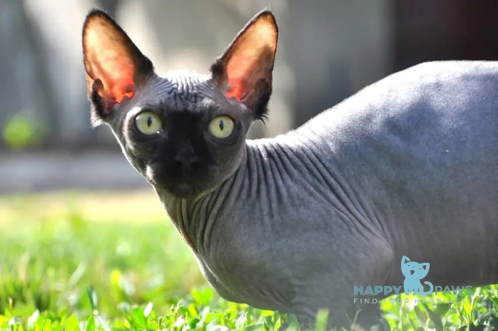 Baron Canadian Sphynx male black live animals