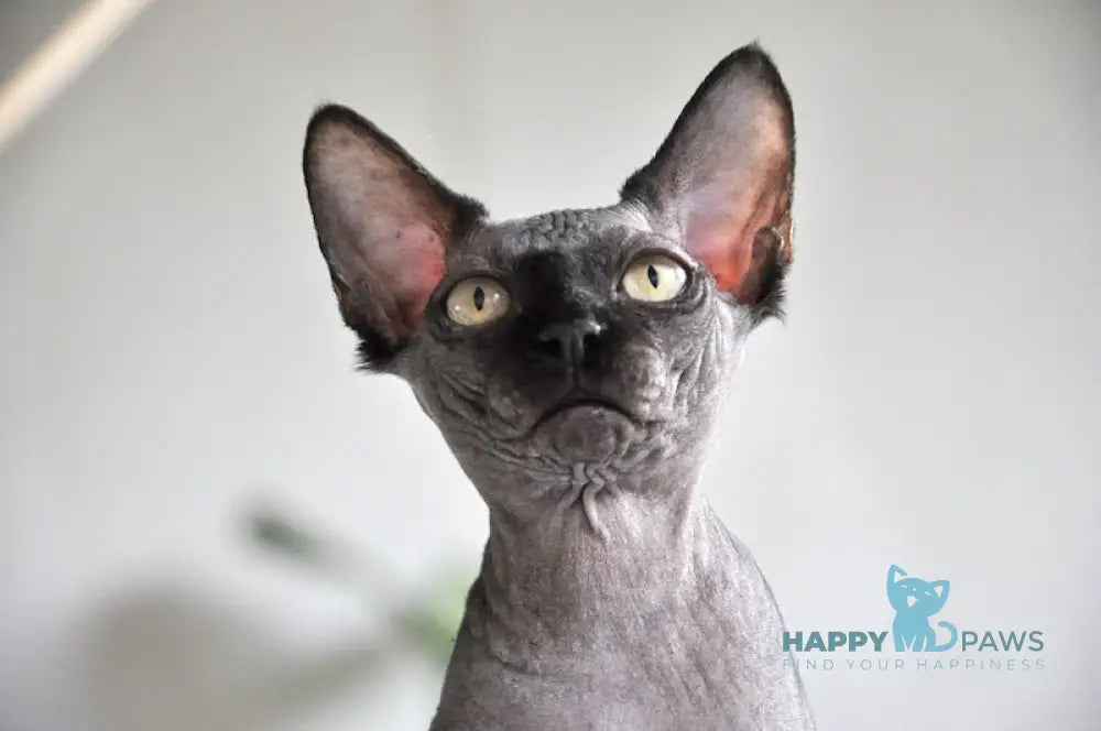 Baron Canadian Sphynx male black live animals