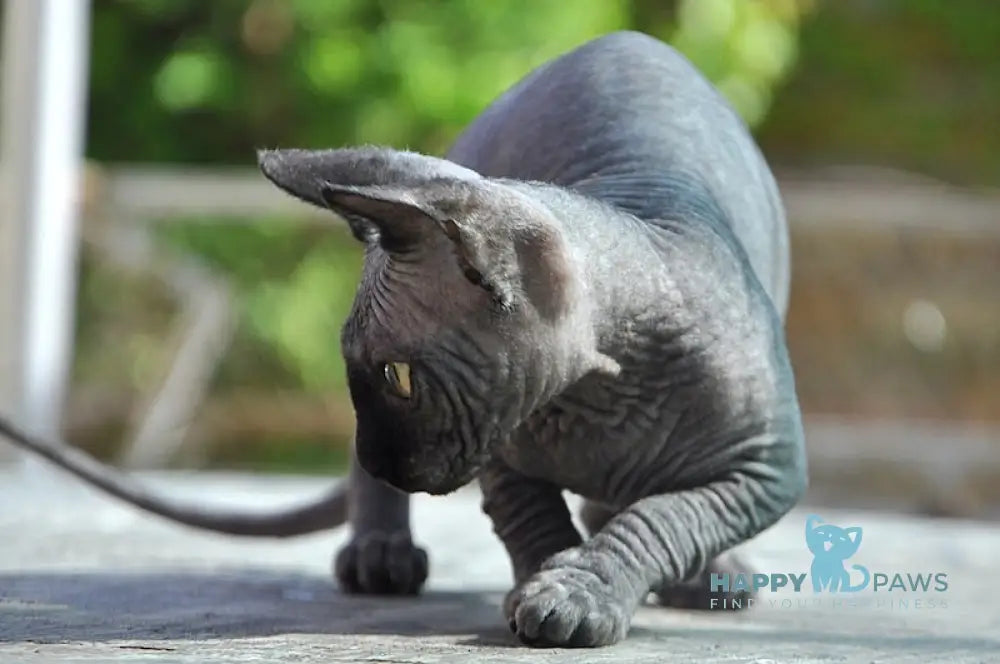 Baron Canadian Sphynx male black live animals