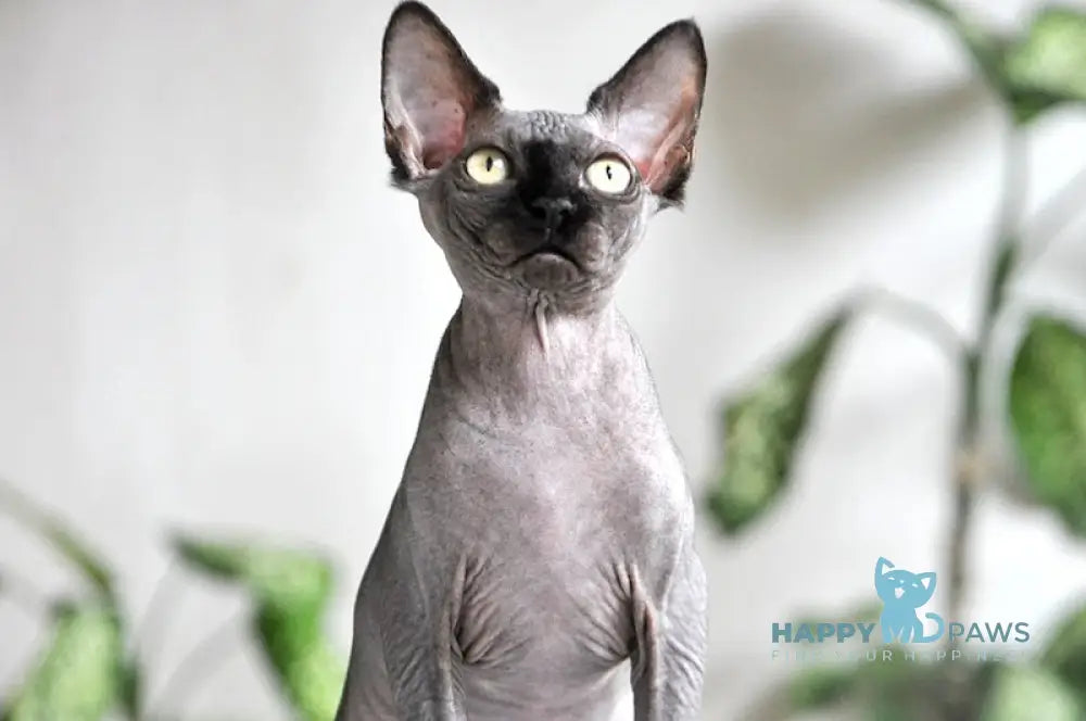 Baron Canadian Sphynx male black live animals