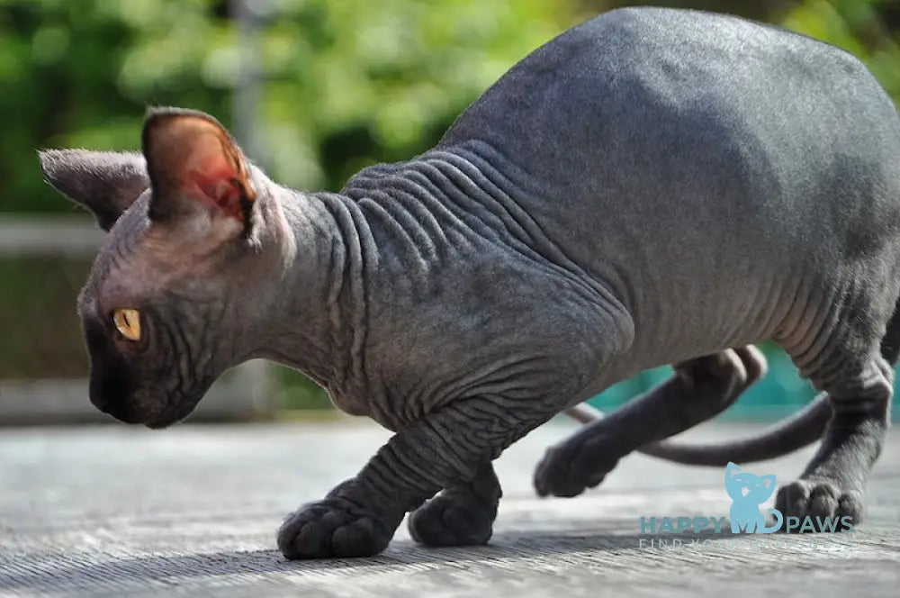 Baron Canadian Sphynx male black live animals