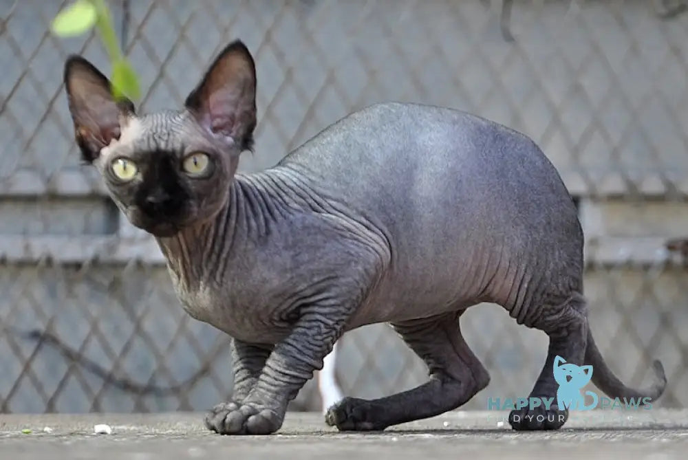 Baron Canadian Sphynx male black live animals