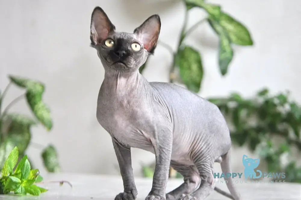 Baron Canadian Sphynx male black live animals