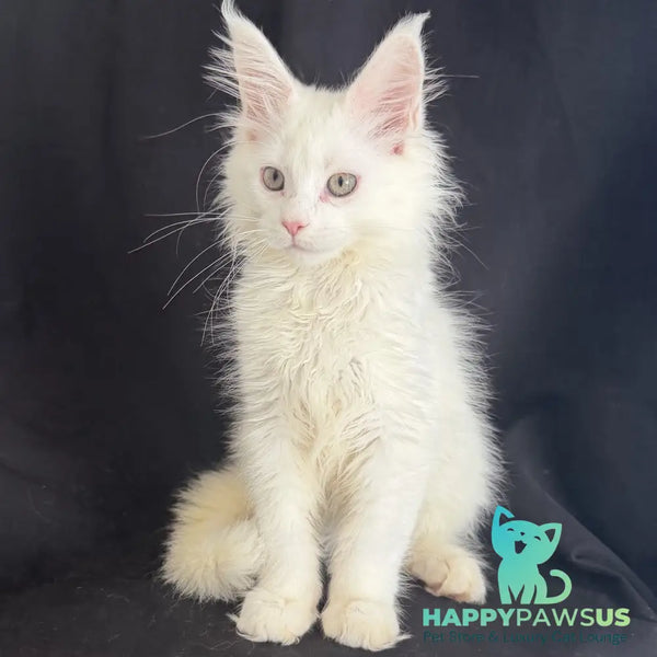 Baron Maine Coon male white - live animals